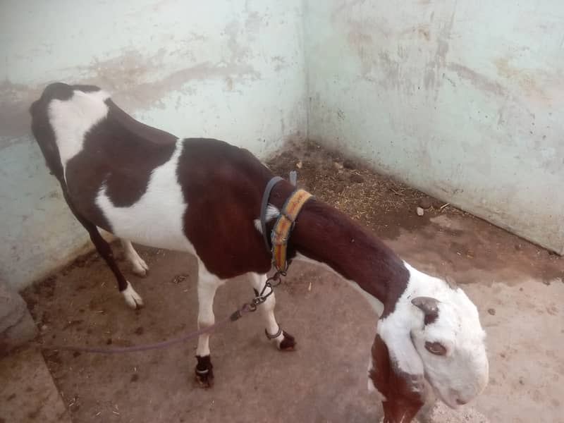 Bakri with 2 baby male and female 4