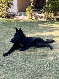 black german shepherd for sale