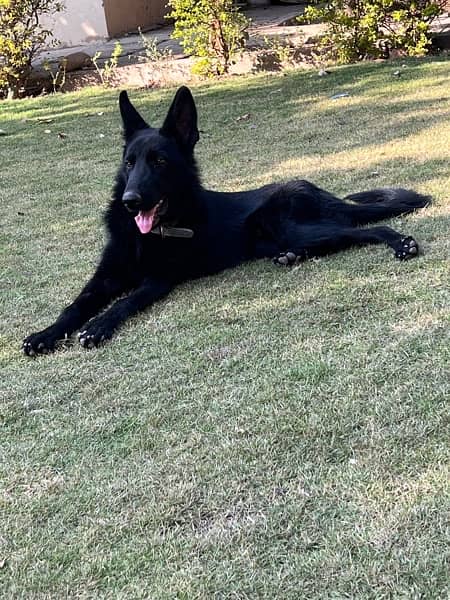 black german shepherd for sale 1