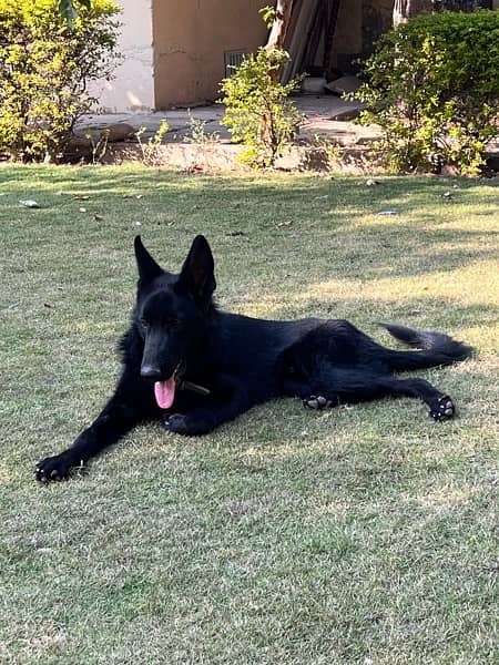 black german shepherd for sale 2