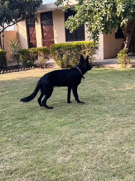 black german shepherd for sale 3