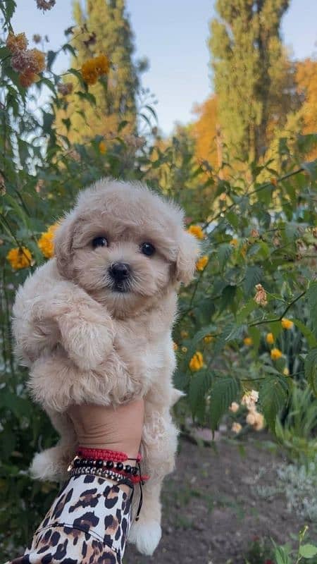 Poodle chihuahua pomeranian Maltese chow chow Bernard Labrador 1