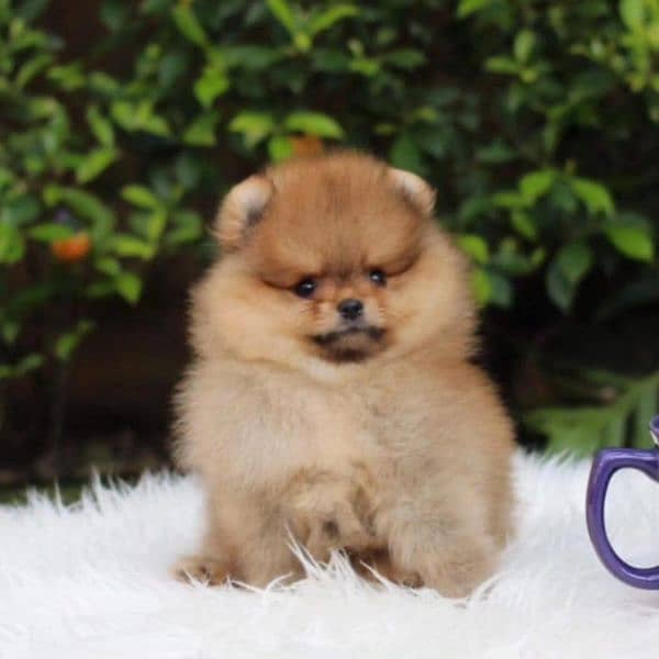 Poodle chihuahua pomeranian Maltese chow chow Bernard Labrador 3