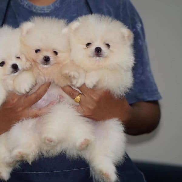 Poodle chihuahua pomeranian Maltese chow chow Bernard Labrador 5