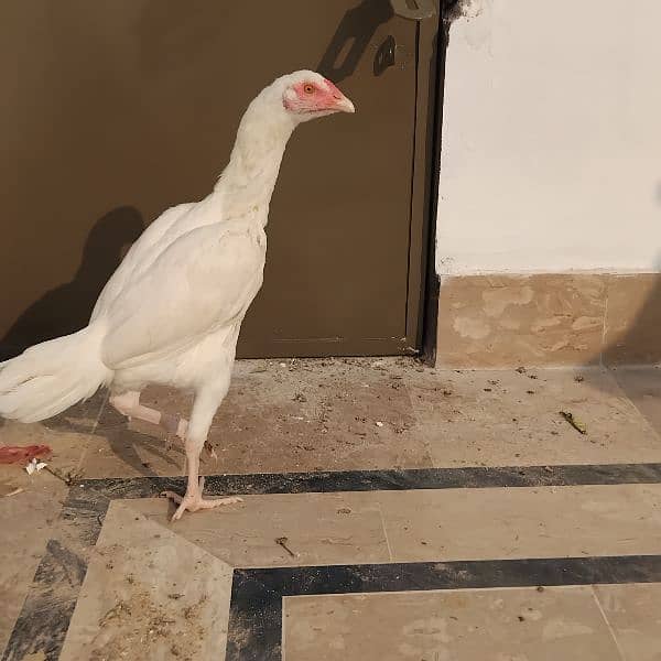 Aseel Heera ready female available 1