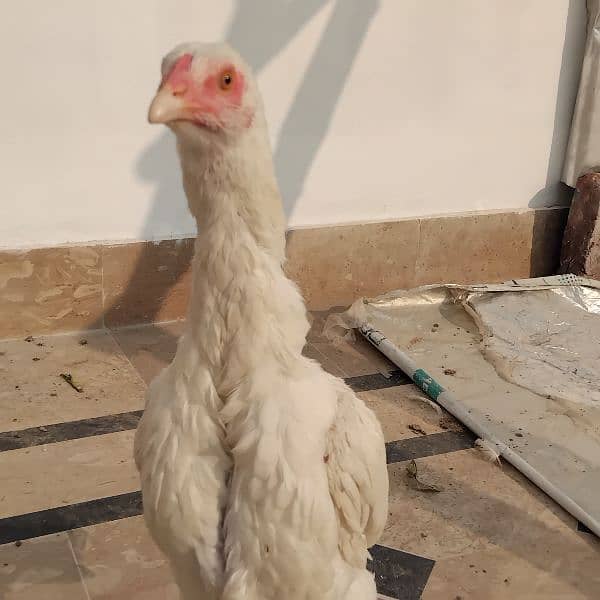 Aseel Heera ready female available 3