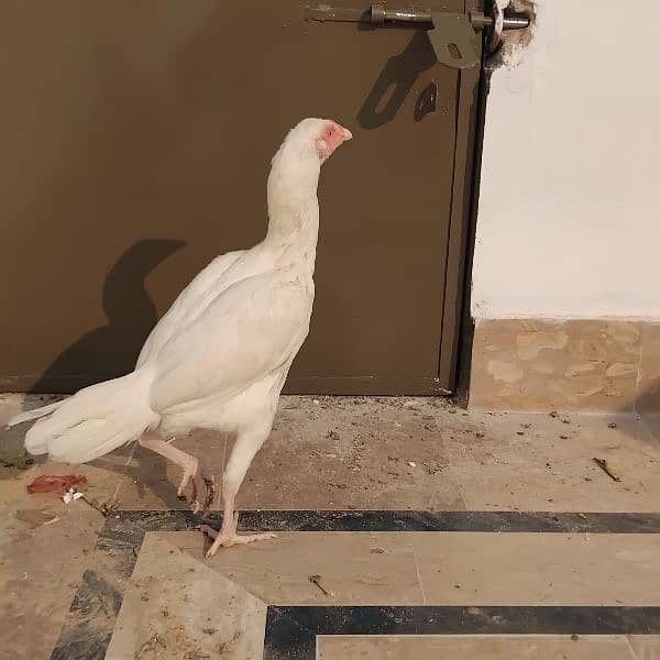 Aseel Heera ready female available 5