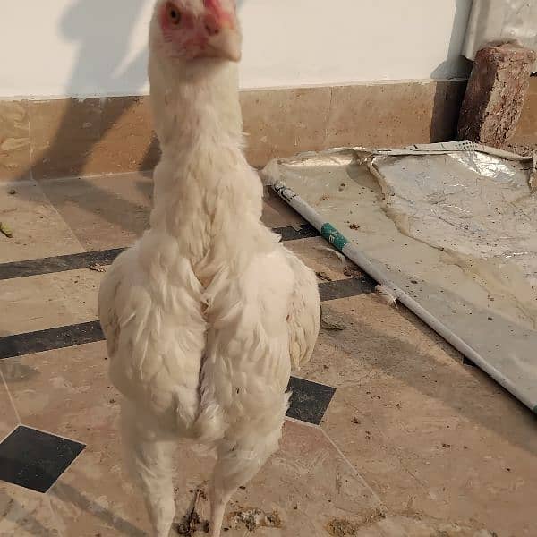 Aseel Heera ready female available 6