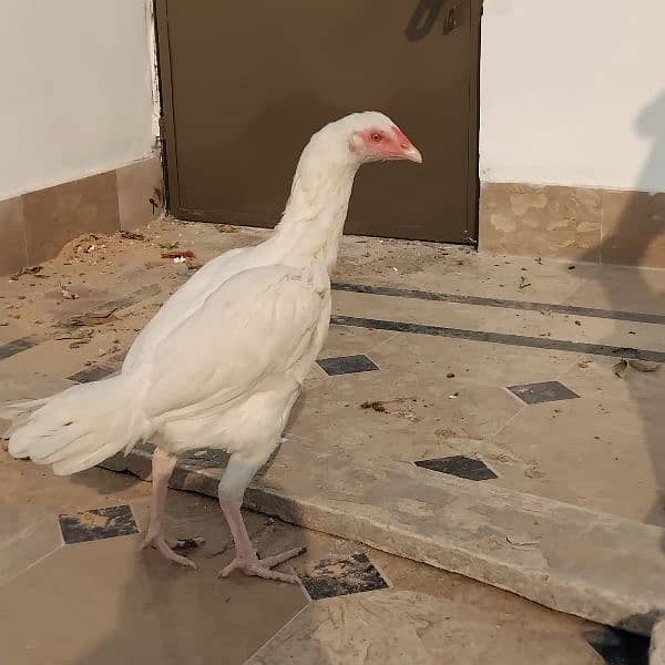 Aseel Heera ready female available 7