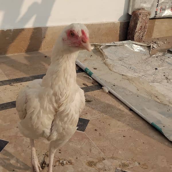 Aseel Heera ready female available 9