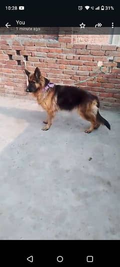 19 month age for sale full family dog