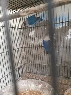 blue love bird pair with egg