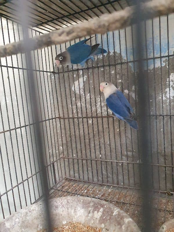 blue love bird with chicks 4