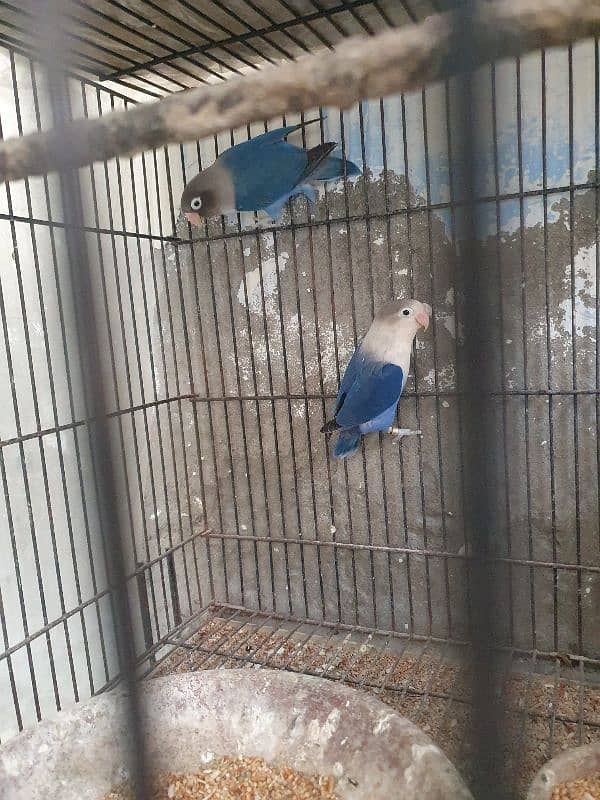 blue love bird with chicks 6