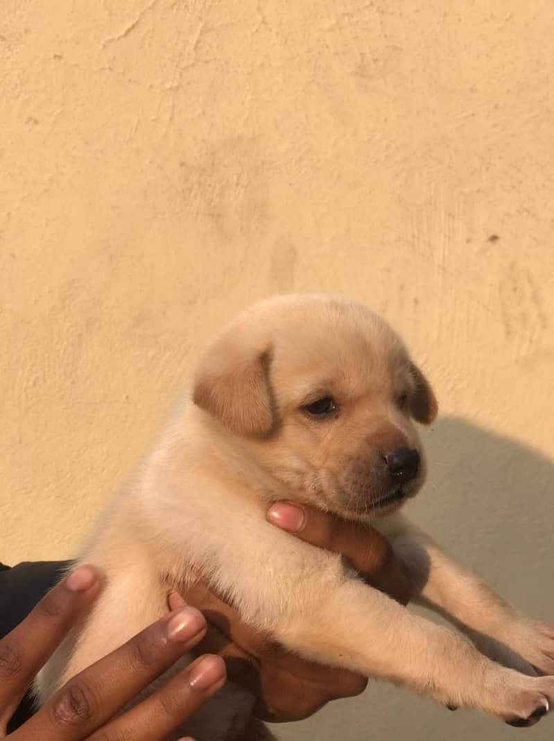 Labrador puppy 1month Age 0