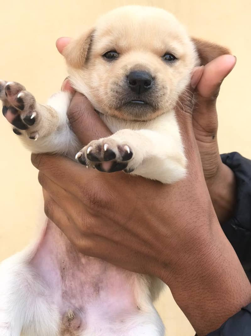 Labrador puppy 1month Age 1