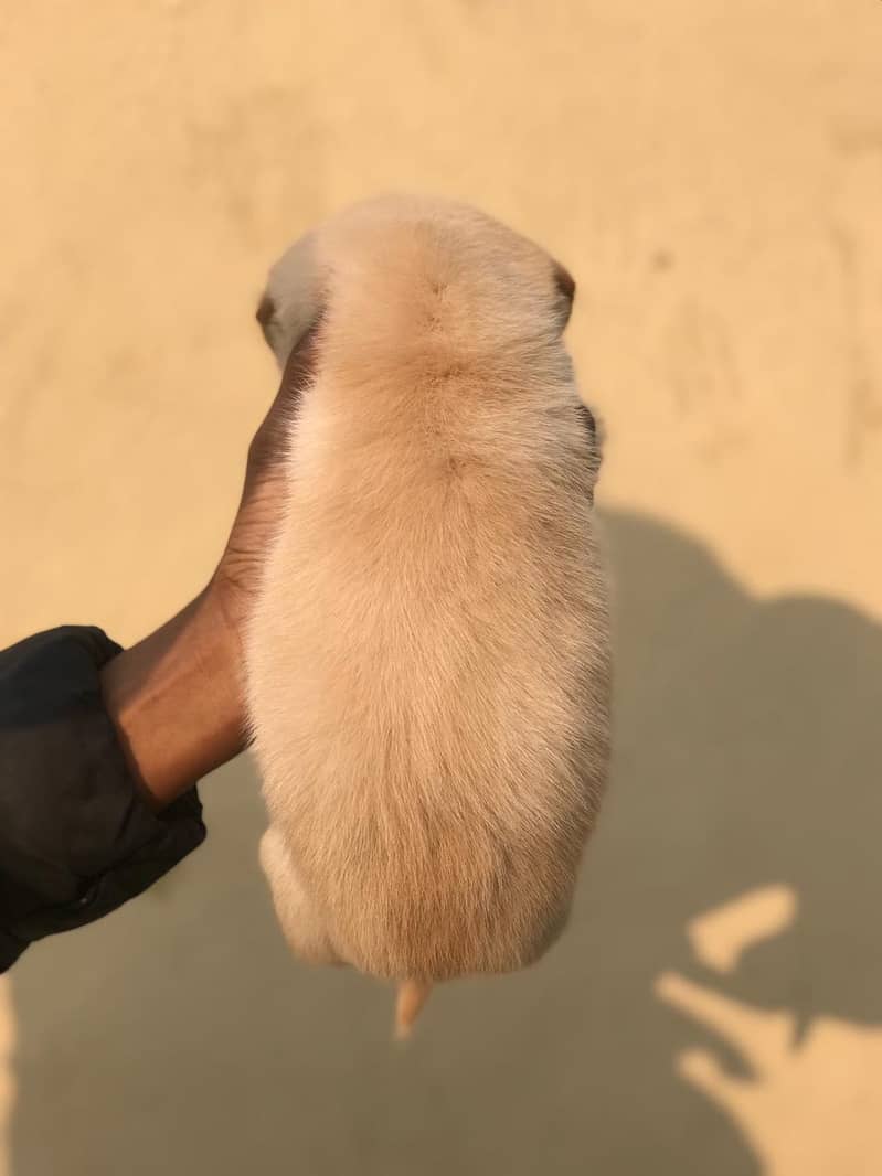 Labrador puppy 1month Age 2