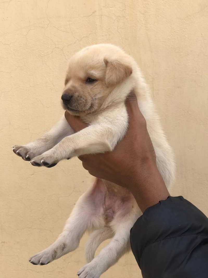 Labrador puppy 1month Age 3