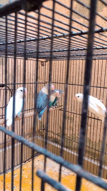 Lutino, Albino, Fisheries Birds 2