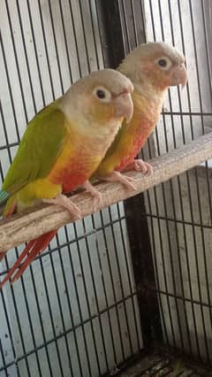 pineapple conure red factor pair