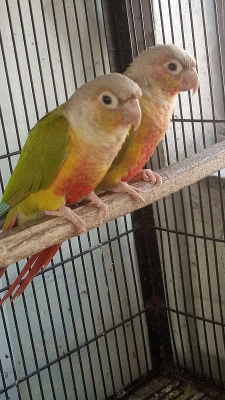 pineapple conure red factor pair 0