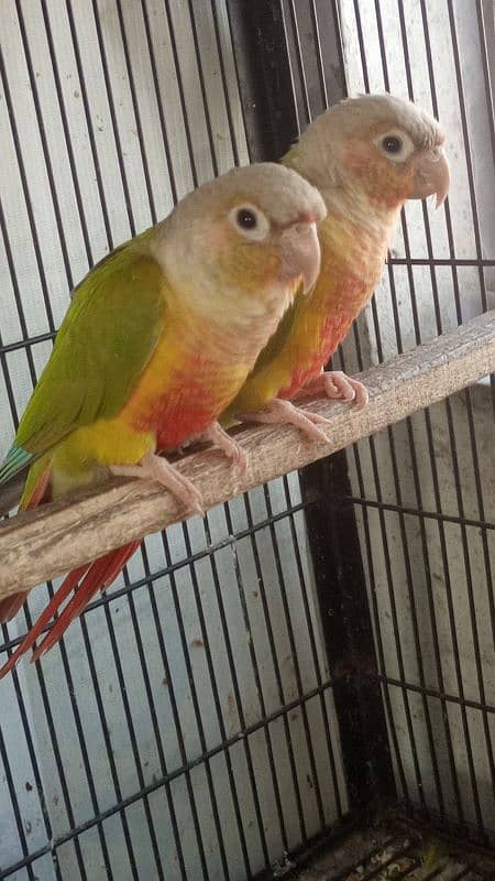 pineapple conure red factor pair 1