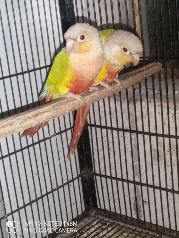 pineapple conure red factor pair 2