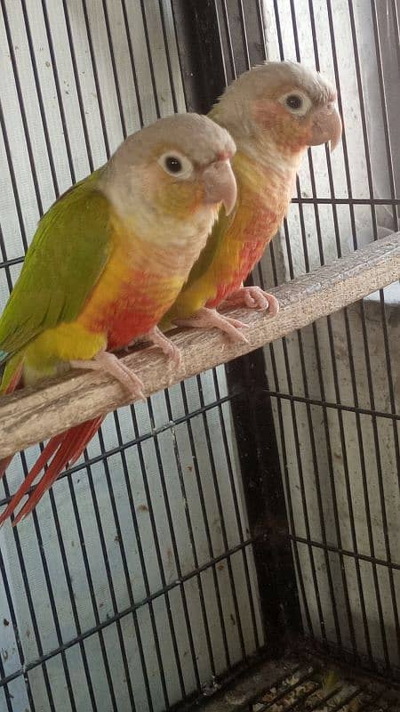 pineapple conure red factor pair 3