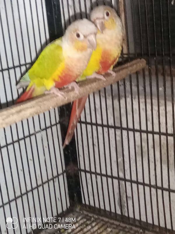 pineapple conure red factor pair 4