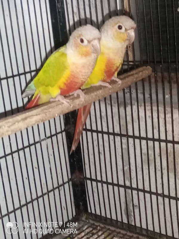 pineapple conure red factor pair 5