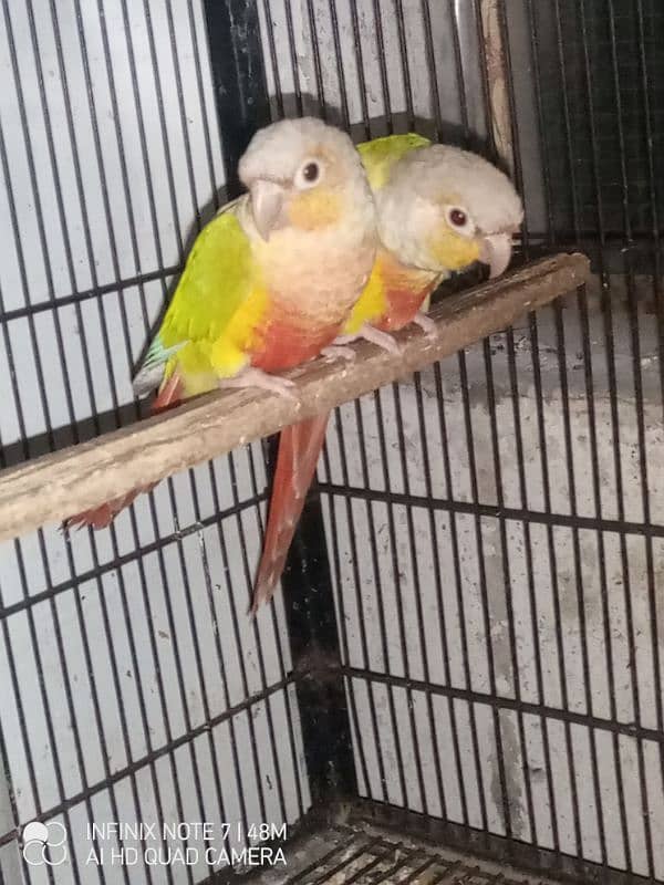 pineapple conure red factor pair 7