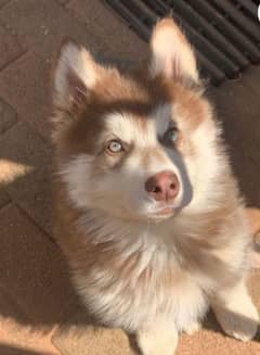 husky puppies