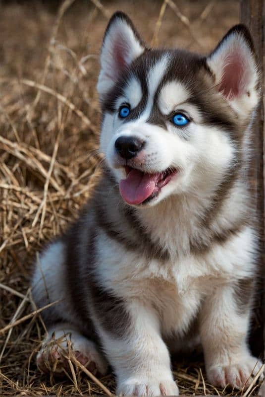 husky puppies 1