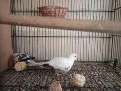 Daimond Dove pair For sale