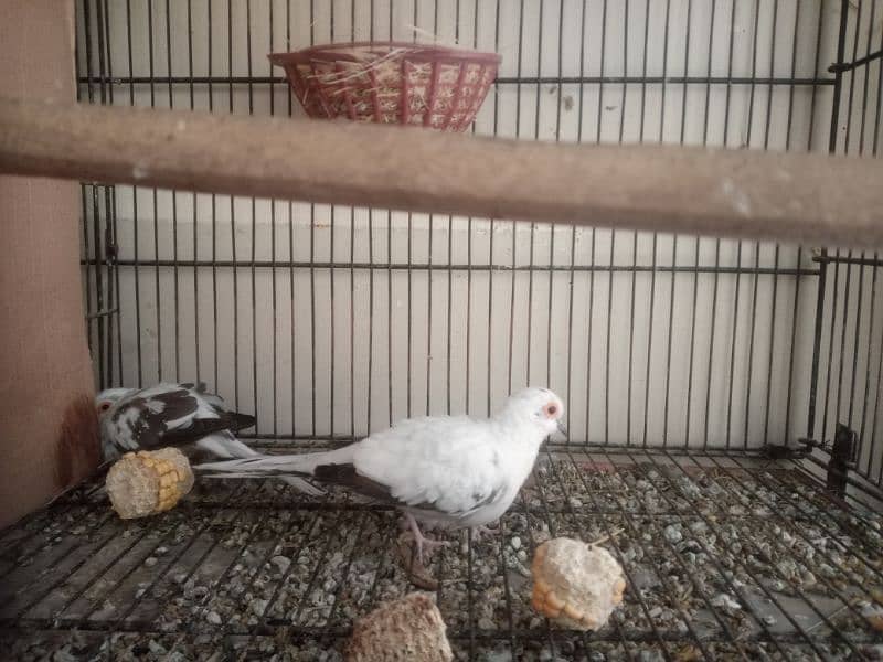 Daimond Dove pair For sale 0