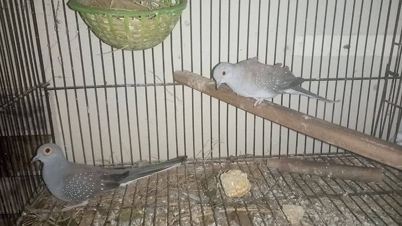 Daimond Dove pair For sale 1