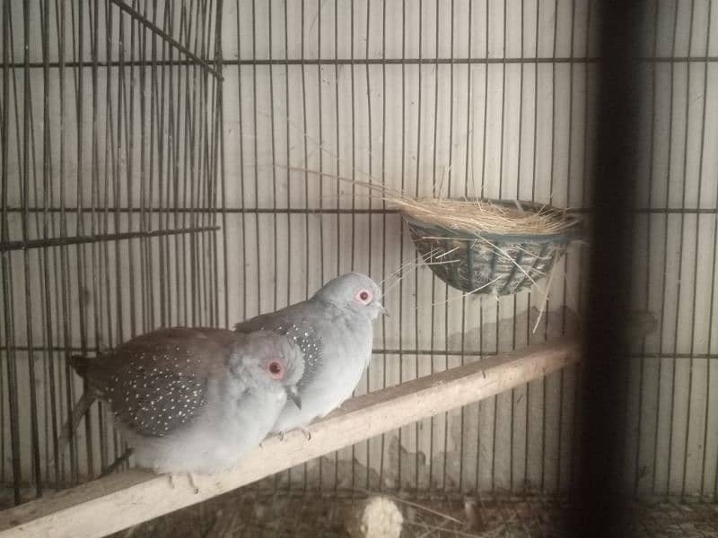 Daimond Dove pair For sale 2