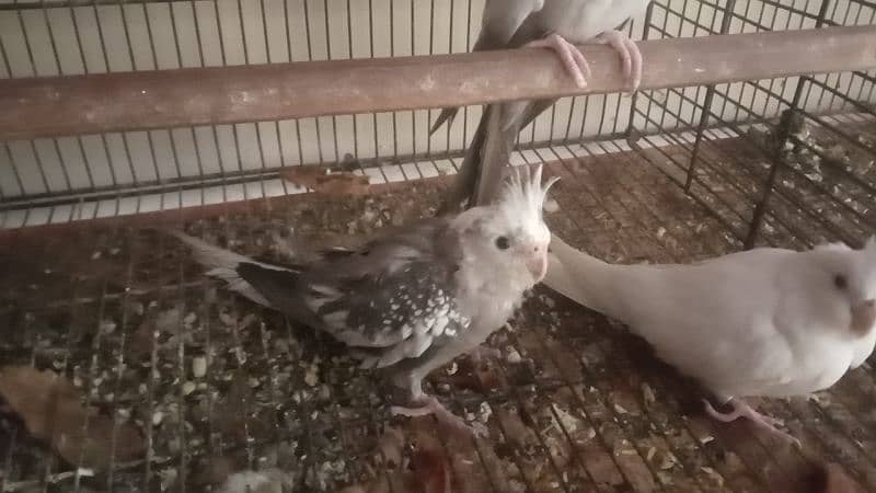 Daimond Dove pair For sale 3