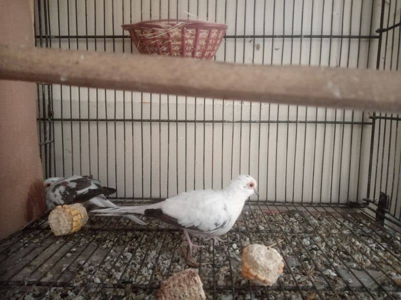 Daimond Dove pair For sale 4