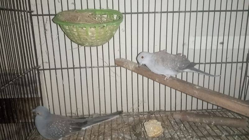 Daimond Dove pair For sale 6