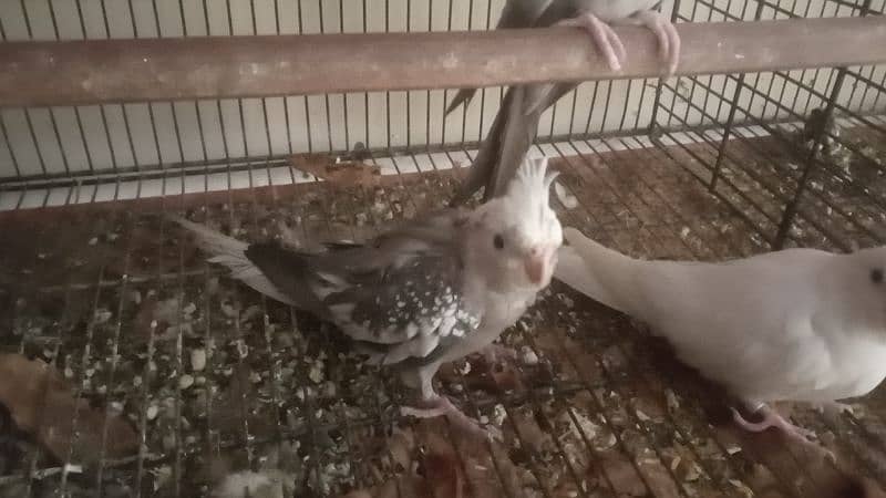 Daimond Dove pair For sale 7