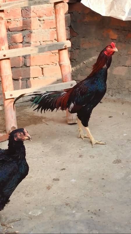 Pure Lakha k pathay old bloodline For sale urgent Rabta kr saqta 9