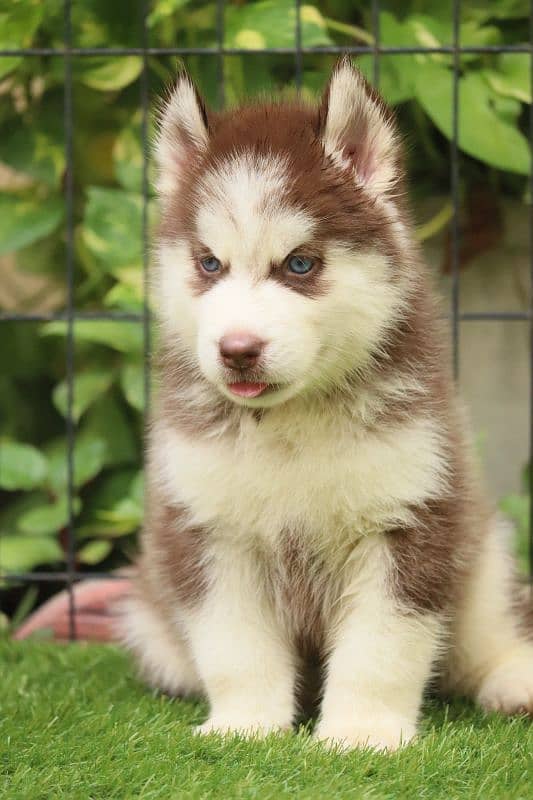 Husky puppies 0