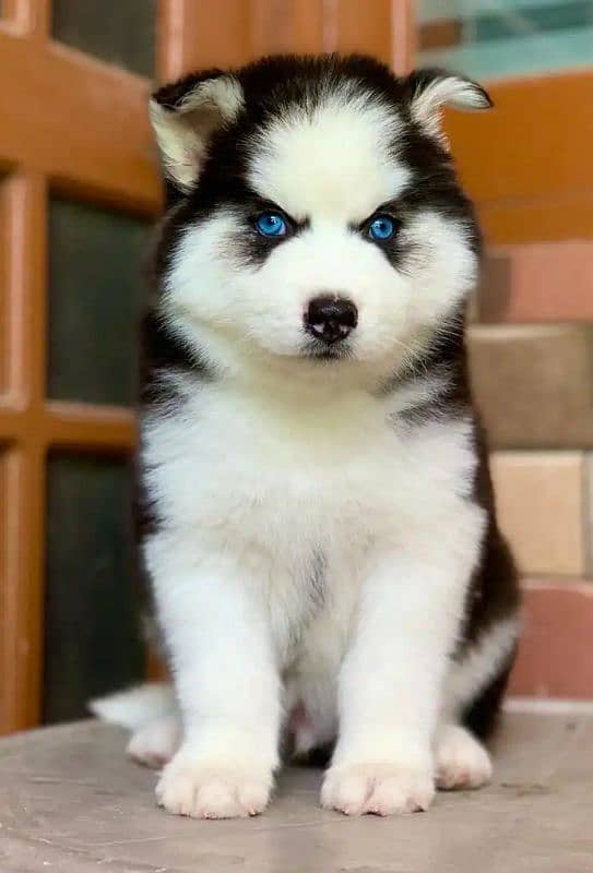 Husky puppies 1