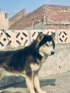 Siberian husky female available wolly coat blue eyes