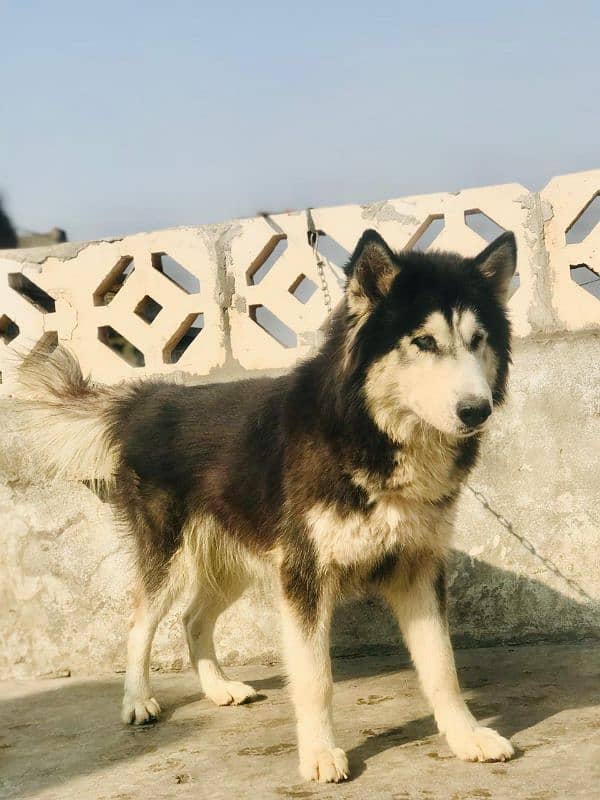 Siberian husky female available wolly coat blue eyes 2