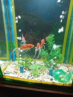 aquarium stand with aquarium 4 gold fishes 03105617360