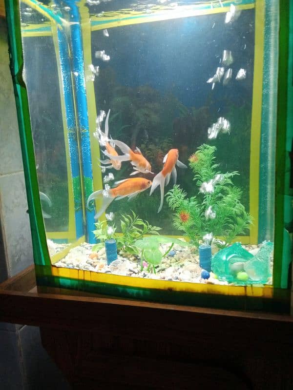 aquarium stand with aquarium 4 gold fishes 03105617360 2