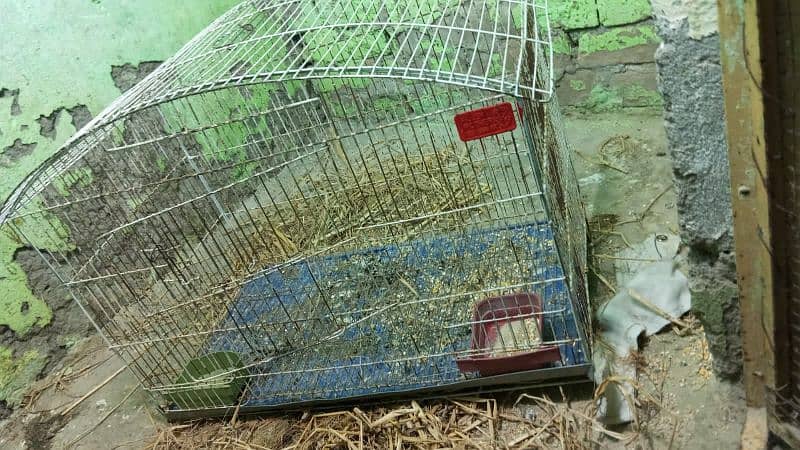 Australia or love birds cage, pinjra for sale 3