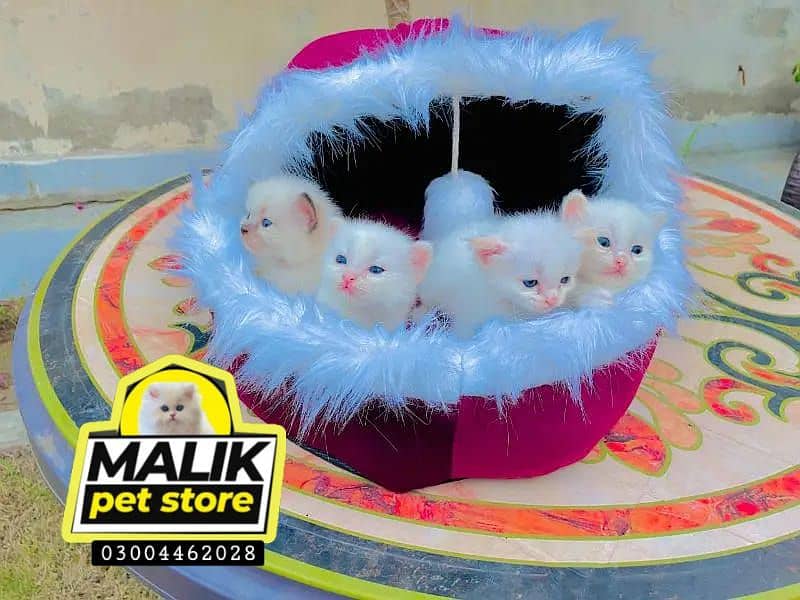 Persian Kittens | Persian Cat | Punch Face Persian | Triple Coated 1